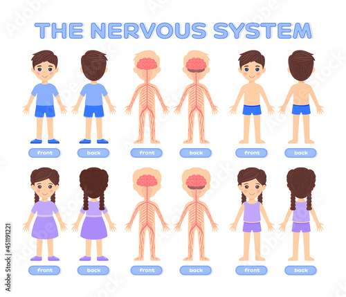 Isolated Cartoon Boy and Girl in Underwear and Human Nervous System. Front and Back View. Poster for Studying Anatomy, Biology with Children. Flat Color Style. Illustration for Medical Design. Vector