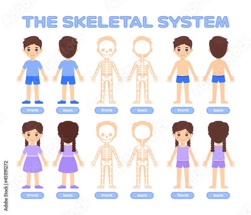 Isolated Cute Little Boy, Girl and Human Skeletal System in Colorful Cartoon style. Skull, Scapula, Pelvis Front Back View. Poster, Image for Medical Games, for Studying Anatomy with Children. Vector