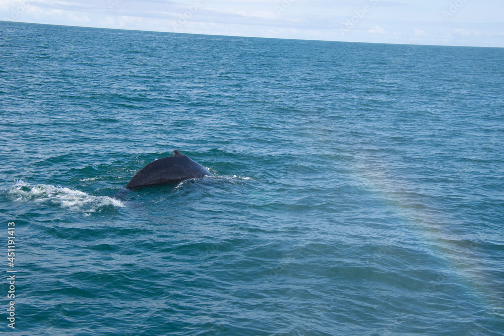 Obraz premium whale in the sea