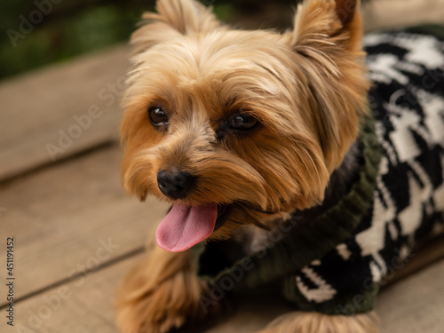 Yorkshire Terrier lies on wooden boards in the street. Portrait of a dog.