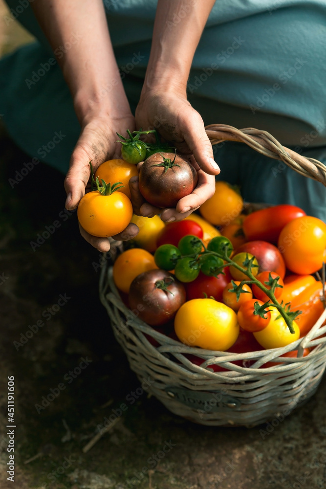 Hands of a girl with tomatoes close-up. A farmer in a cotton apron holds fruit next to a wicker basket. The concept of harvesting in a greenhouse.