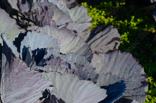 Details of the purple cabbage plant, with dew on its leaves
 photo