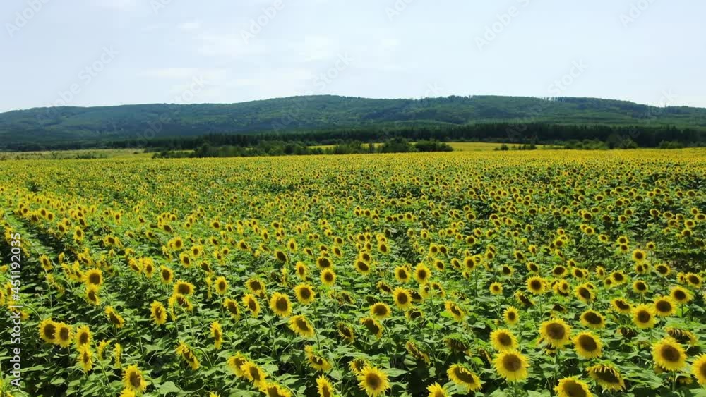 Beautiful aerial view above to the sunflowers field. Top view onto agriculture field with blooming sunflowers. Summer landscape with big yellow farm field with sunflowers. CINEMATIC SHOOTING Beautiful aerial view above to the sunflowers field. Top view onto agriculture field with blooming sunflowers. Summer landscape with big yellow farm field with sunflowers. CINEMATIC SHOOTING