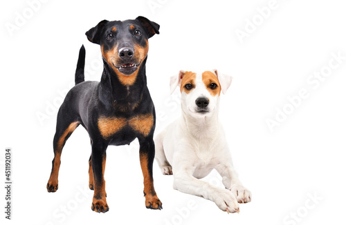 Two dogs of breed Jagdterrier and Parson Russell Terrier together isolated on white background