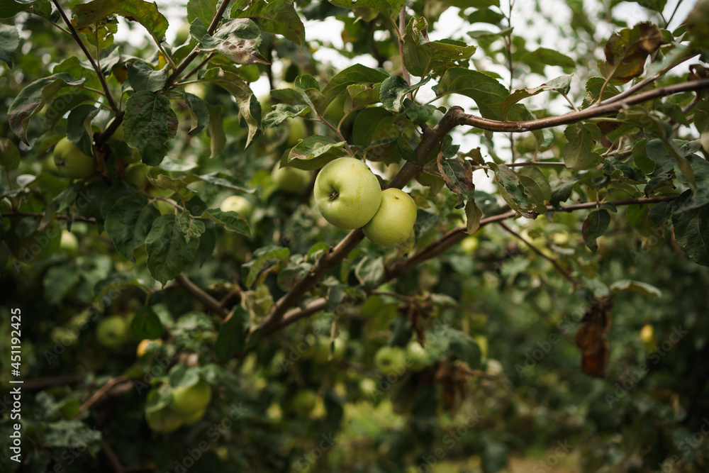 green apples on a tree among foliage