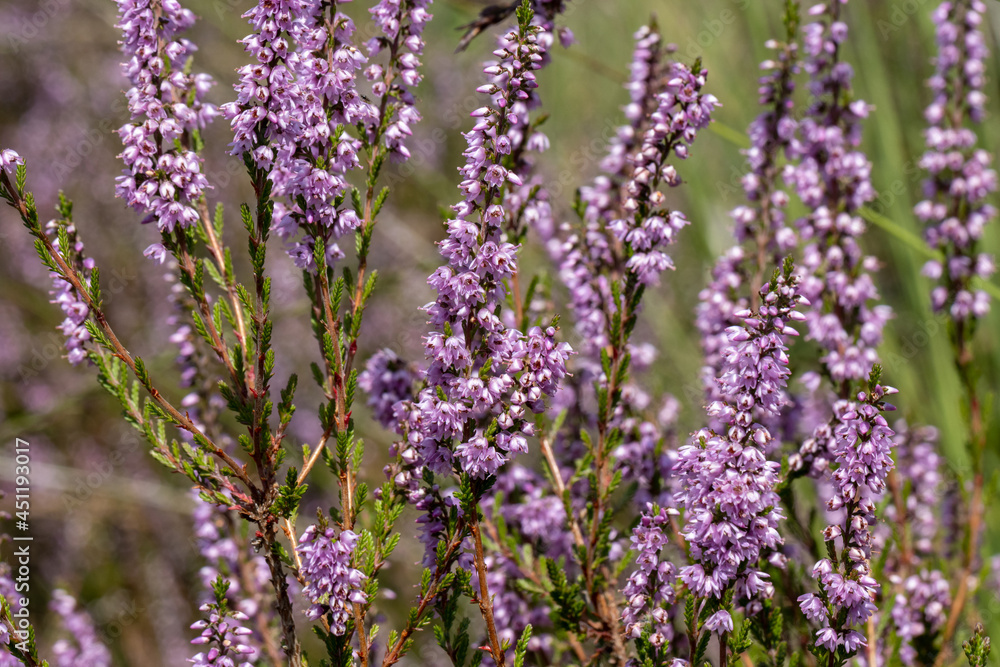 Purple heathland colorful plant background Purple heathland colorful plant background