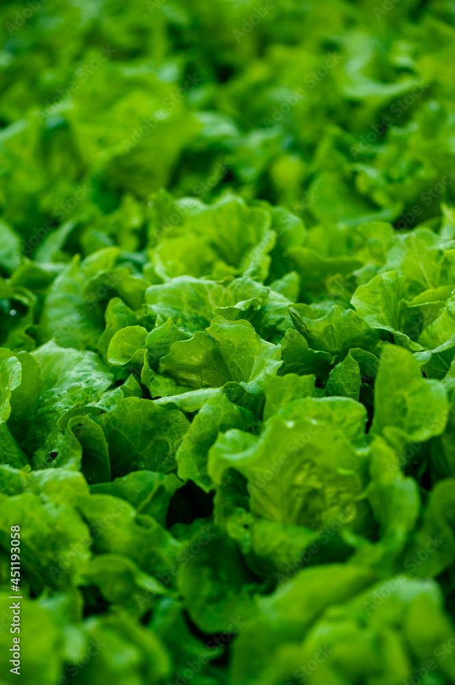Green lettuce in growth at vegetable garden Green lettuce in growth at vegetable garden