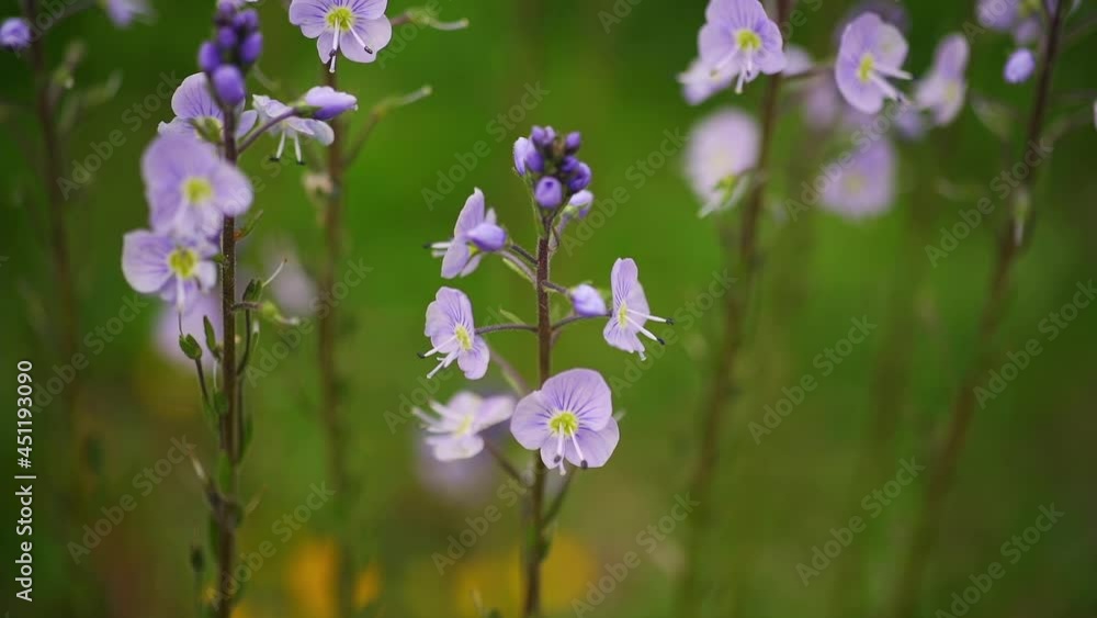 Wild Flower of Veronica, also known as Speedwell. Close Up View Wild Flower of Veronica, also known as Speedwell. Close Up View