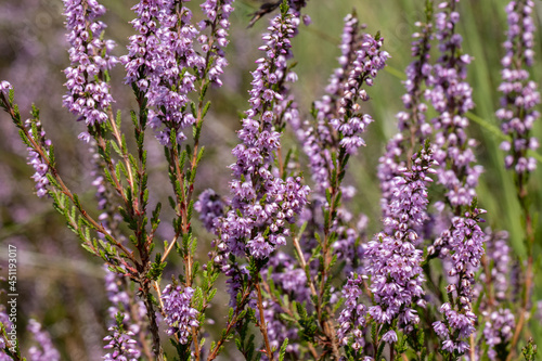 Purple heathland colorful plant background