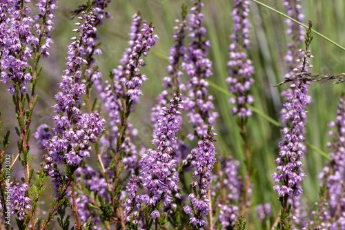 Purple heathland colorful plant background