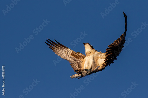 The western osprey (Pandion halliaetus)  in flight