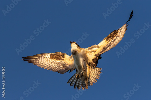 The western osprey (Pandion halliaetus)  in flight