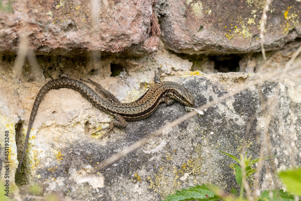 Wall lizard on old wall with holes and crevices showing Wall lizard on old wall with holes and crevices showing