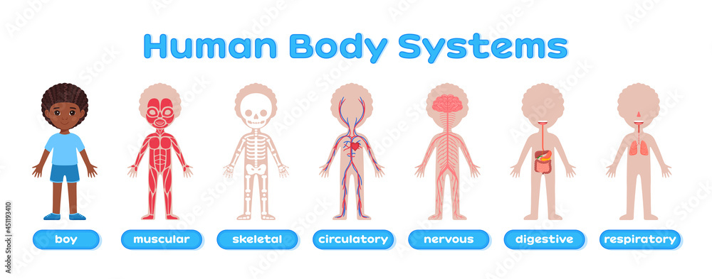 Human Body System and Afro Black Boy. Muscular, Skeletal, Circulatory ...