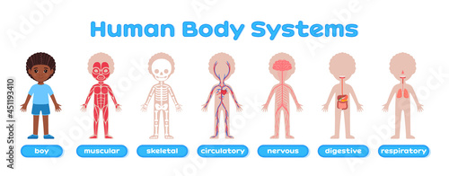 Human Body System and Afro Black Boy. Muscular, Skeletal, Circulatory, Nervous, Digestive, Respiratory Systems in Cartoon style. Poster for Children, for Print. Study of Anatomy, Biology. Vector.