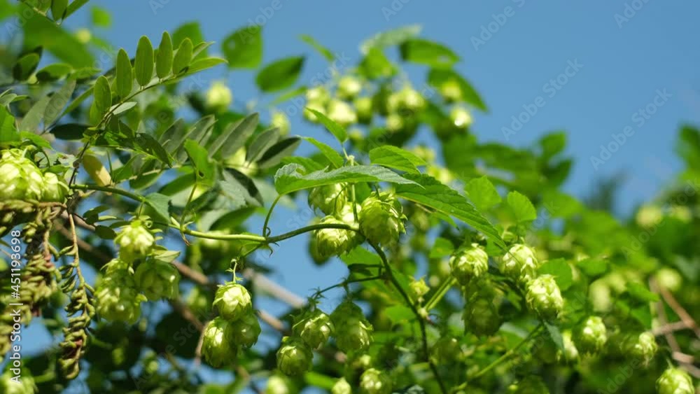 Green hop cones close up on a blue sky background. 4K UHD video Green hop cones close up on a blue sky background. 4K UHD video