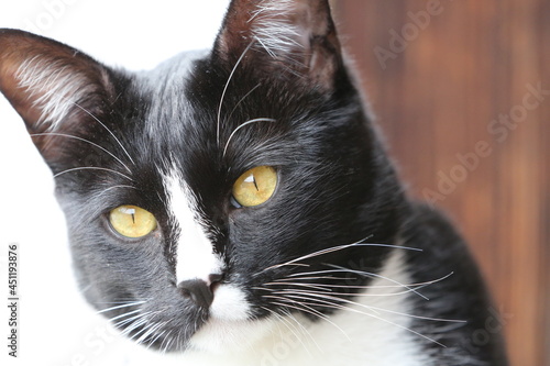 Black and white cat portrait