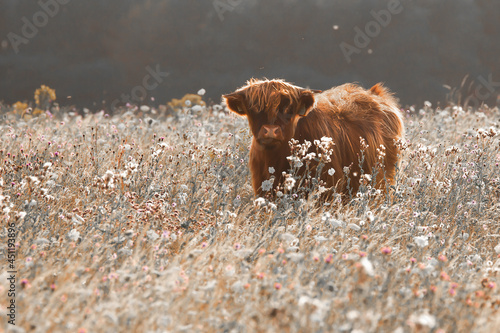 Картината върху платно Pretty young highland cow in meadow