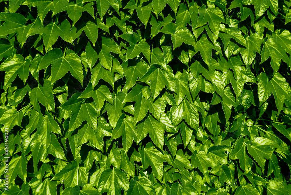 Bright green ivy wall texture. Hedera helix fresh shiny lush foliage. Background.