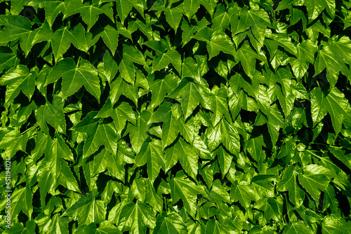 Obraz na płótnie Bright green ivy wall texture. Hedera helix fresh shiny lush foliage. Background. w salonie