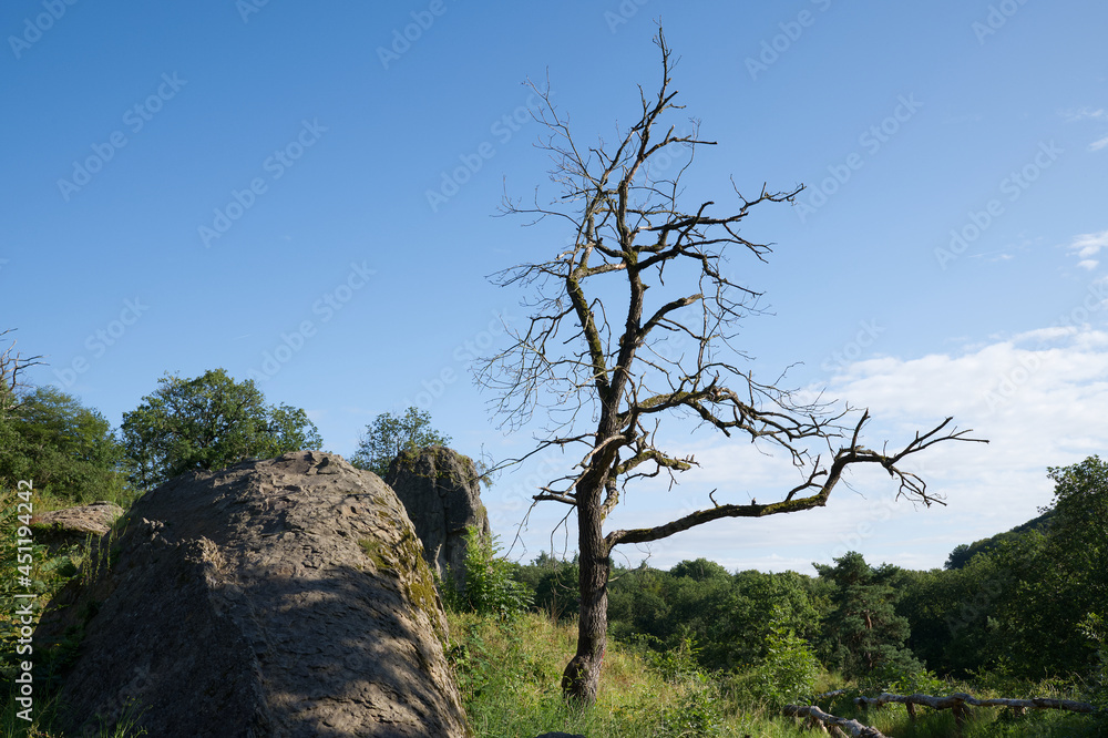 Trockener Baum auf dem Stenzelberg im Siebengebirge. Trockener Baum auf dem Stenzelberg im Siebengebirge.