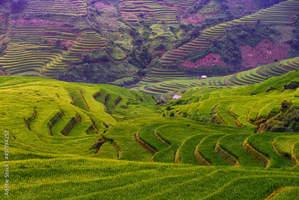 Rice fields on terraced beautiful shape of Mu Cang Chai, YenBai, Vietnam. Rice fields prepare the harvest at Northwest Vietnam.