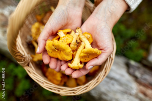 picking season, nature and forest concept - close up of young woman holding chanterelle mushrooms in hands photo