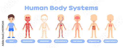 Body system anatomy child. Structure of the human body. Muscular,skeletal,circulatory, nervous,digestive and respiratory systems. Education concept. Flat color cartoon style.White background. Poster.
