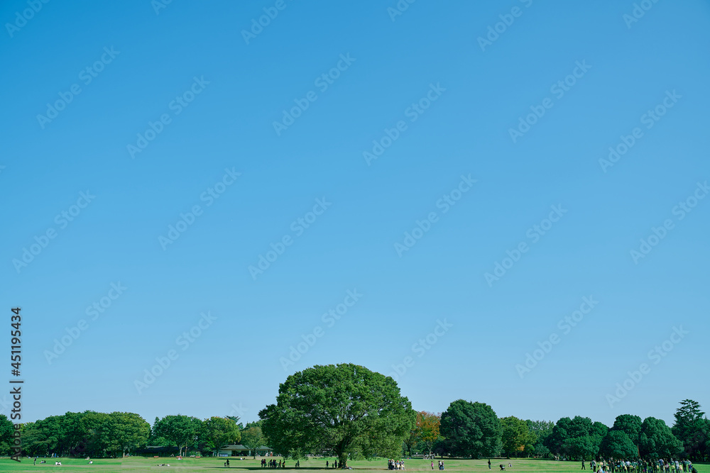 青空と大樹