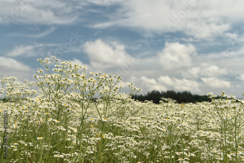 Lush bloom of wildflowers on a sunny summer day 