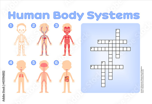 Crossword puzzle for Children. Human Body Systems. Muscular, Skeletal, Nervous, Digestive, Respiratory, Circulatory. Cartoon style. Page from the Workbook for Printing. Education Game for Kids. Vector