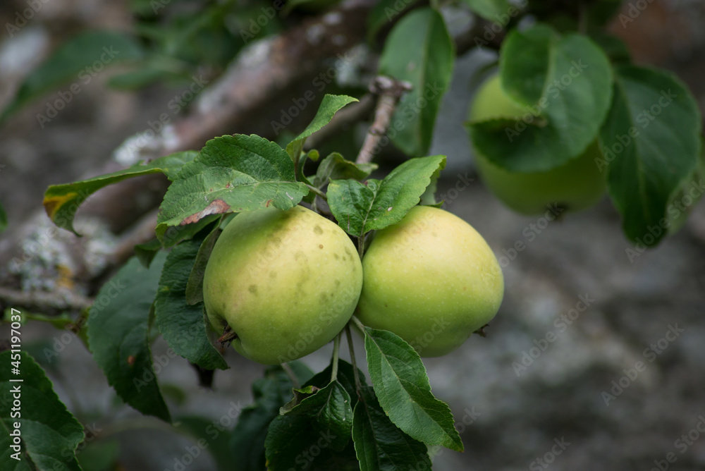 Closeup of organic yellow apples on tree branch Closeup of organic yellow apples on tree branch