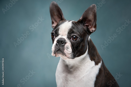 portrait of a dog on a textured blue background. Attentive Boston Terrier © annaav