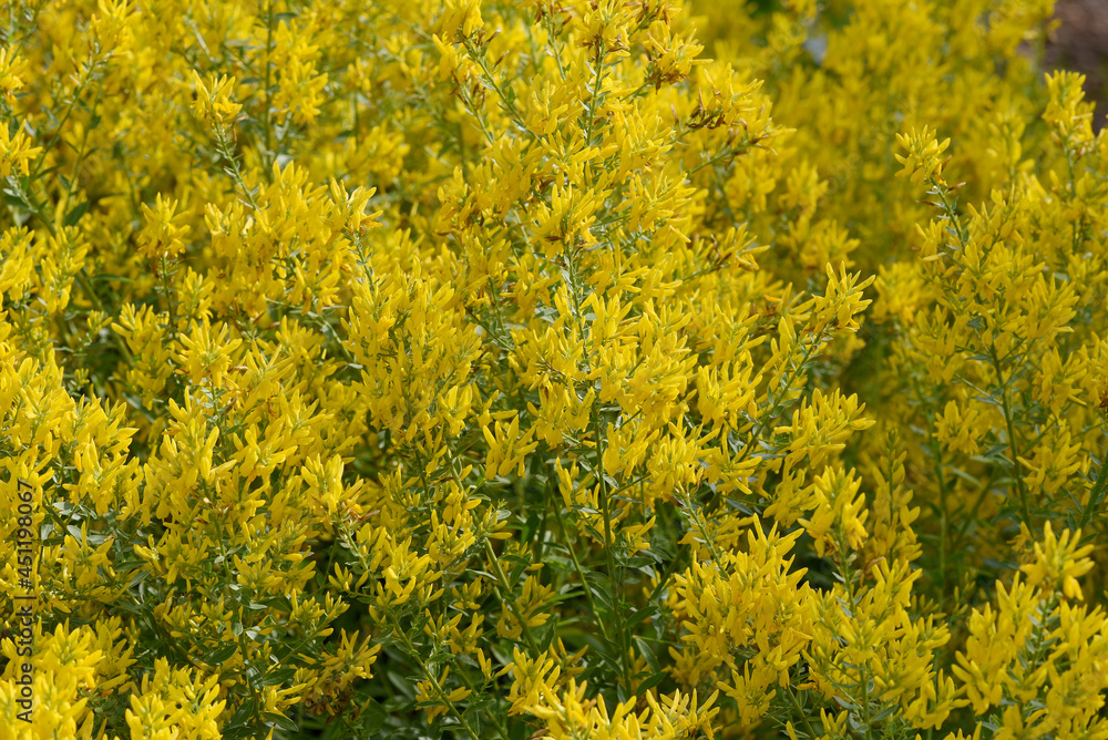 Broom dyer, Genista tinctoria Broom dyer, Genista tinctoria