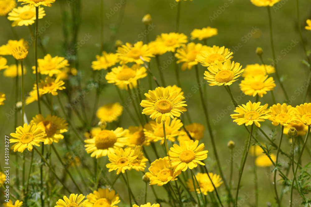 Faerberhound chamomile, Anthemis tinctoria Faerberhound chamomile, Anthemis tinctoria
