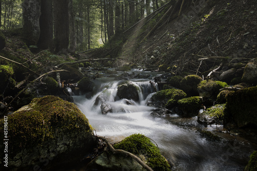 Beautiful shot of a river in a thic forest photo