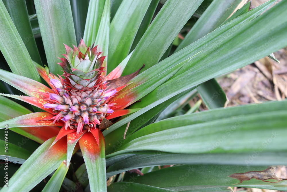 tasty and healthy pineapple on firm tasty and healthy pineapple on firm