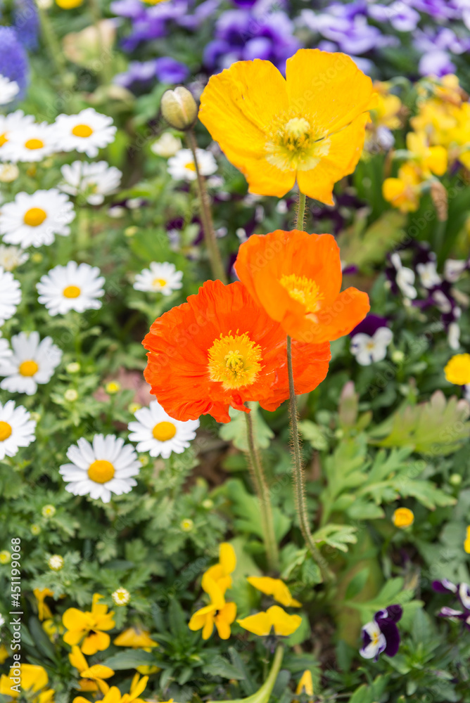 Fototapeta premium Small and colorful flowers in a garden at Seoul's downtown, South Korea.