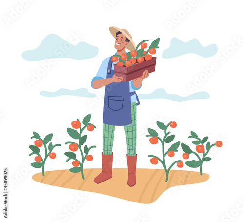Man harvesting fresh ripe tomatoes, farmer with basket of natural organic product. Farming and agriculture, male personage working on soil with plants. Cartoon character in flat style vector