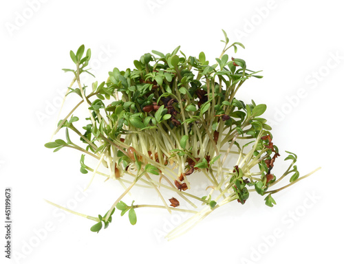 Canvastavla Cress, seedling, Lepidium sativum