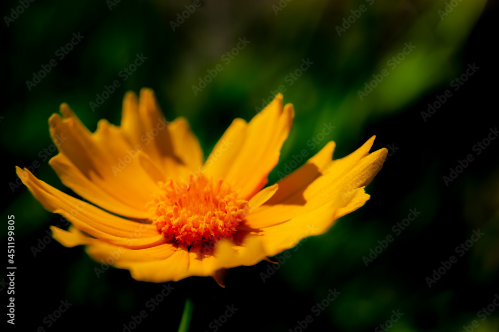 Yellow flower. Bright background. Good emphasis on summer. Yellow flower. Bright background. Good emphasis on summer.
