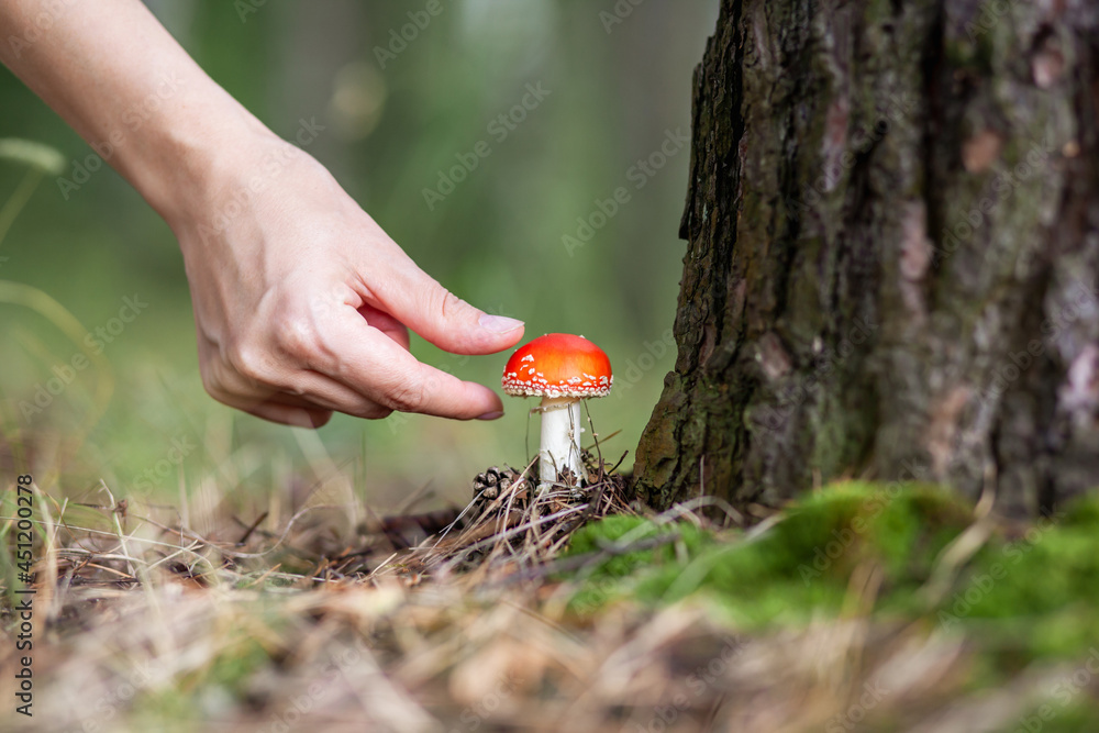 A woman reaches out with her hand to pick a mushroom fly agaric. An inedible mushroom is a red fly agaric near a tree. Forest poisonous mushroom red fly agaric. Beautiful a red mushroom close-up. A woman reaches out with her hand to pick a mushroom fly agaric. An inedible mushroom is a red fly agaric near a tree. Forest poisonous mushroom red fly agaric. Beautiful a red mushroom close-up.