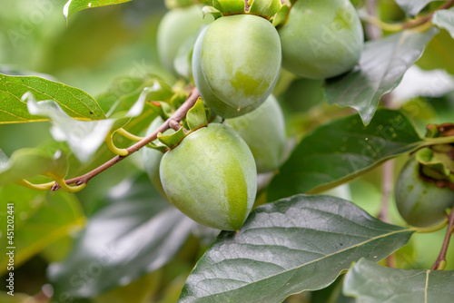 Young fruits of persimmon, on the tree