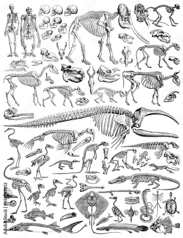 Animal skeleton collection - vintage engraved illustration from Larousse du xxe siècle	 - obrazy, fototapety, plakaty 