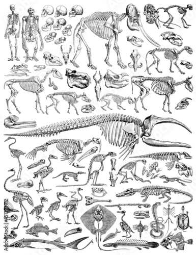 Animal skeleton collection - vintage engraved illustration from Larousse du xxe siècle 