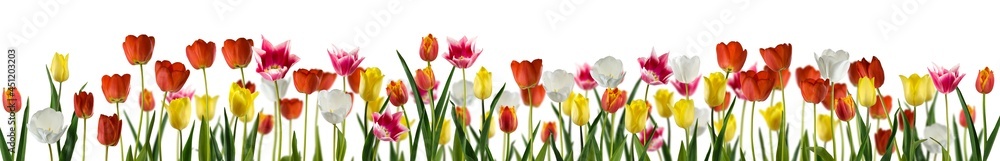 beautiful image of tulip flowers in the garden close-up 