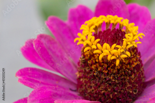 Violet shades of purple flower petals. Close-up stamens on a purple background