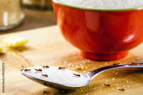 small red ants on a spoon with sugar, pest problems indoors photo