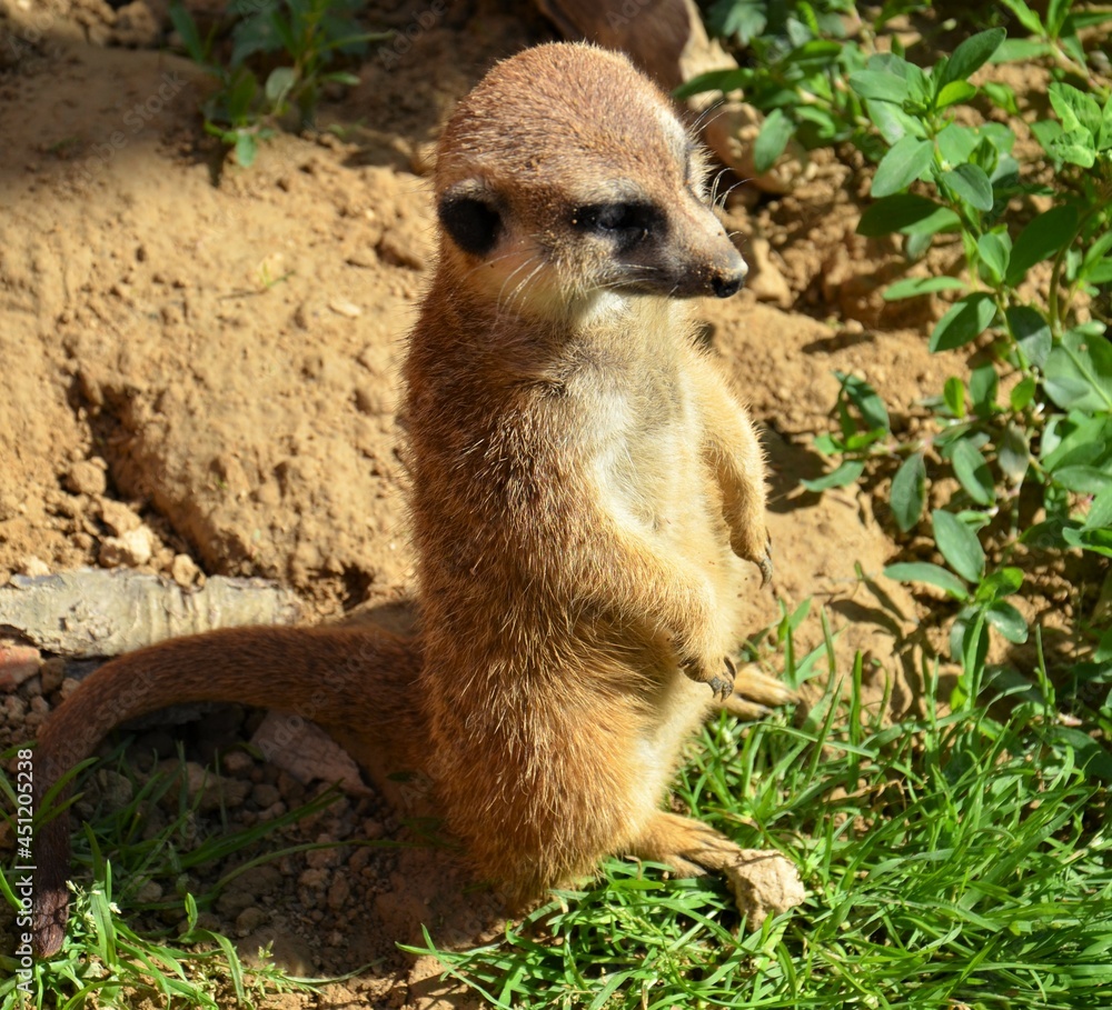 Fototapeta premium Erdmännchen stehend