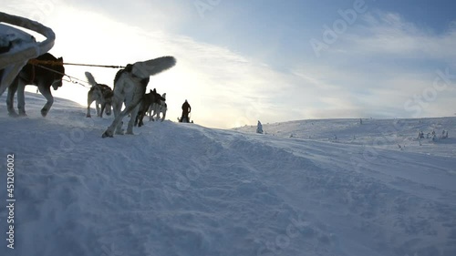 Side view of a team of sled dogs running in the winter mountains. Early cold morning in 